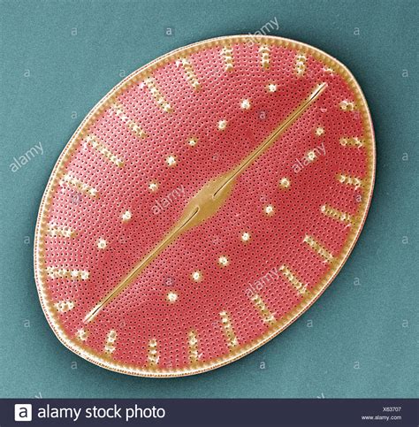 Scanning Transmission Microscope High Resolution Stock Photography and ...