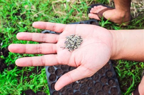 Are Marigolds Perennials Or Annuals?