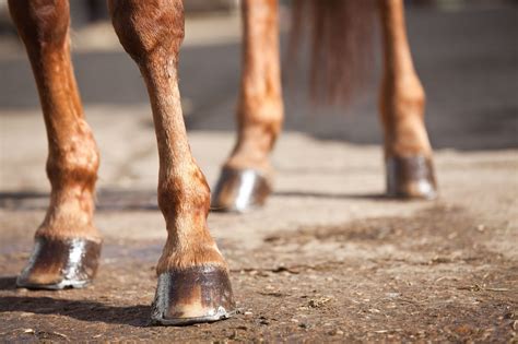 Ringbone Reality Check: What It Could Mean for Your Horse - Horse Rookie
