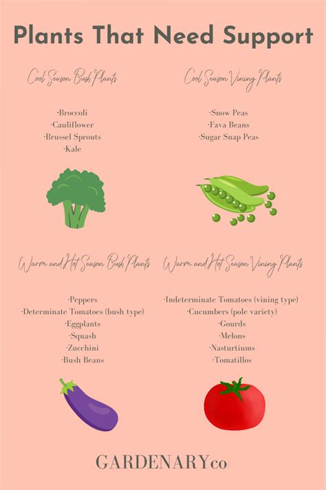 Mastering What Plants Need: A Fun Wordwall Study Guide