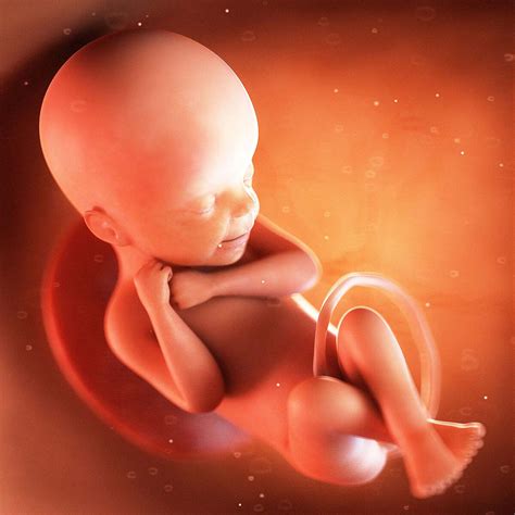 24 Weeks Pregnant: Baby Development, Symptoms & Signs | Week by Week