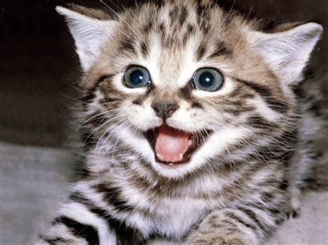 Kitten season is approaching! | Tattle Tails