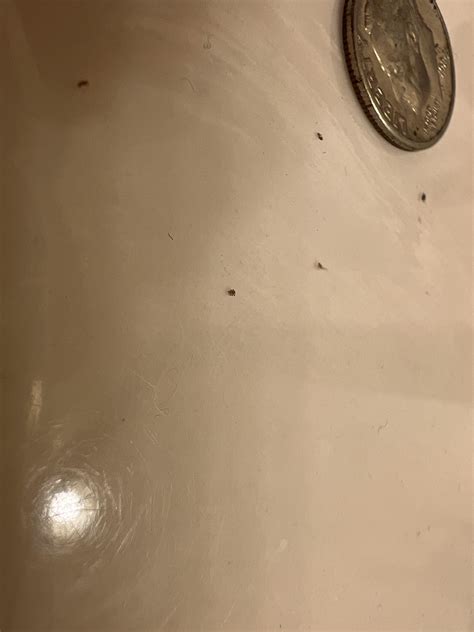 Help Identifying bug/mite!!! (Urgent) Pin dot bug…. Looks like a tiny ...