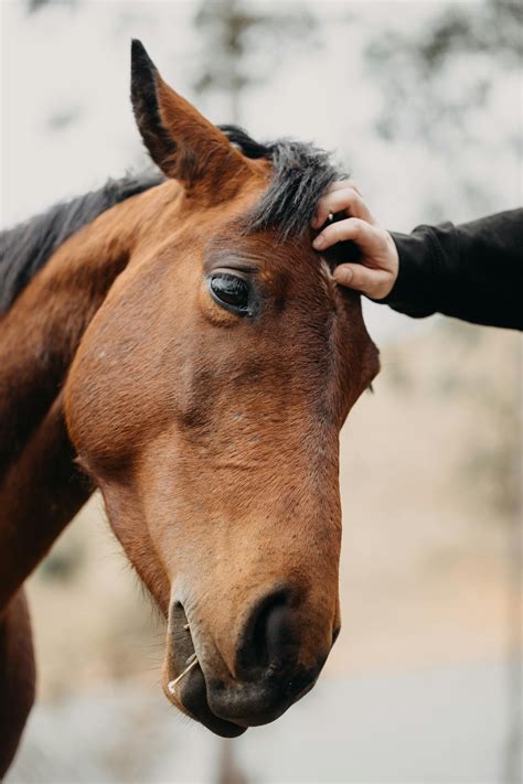 Close Up+Photographs+Of+Human+Penises Photos, Download The BEST Free ...