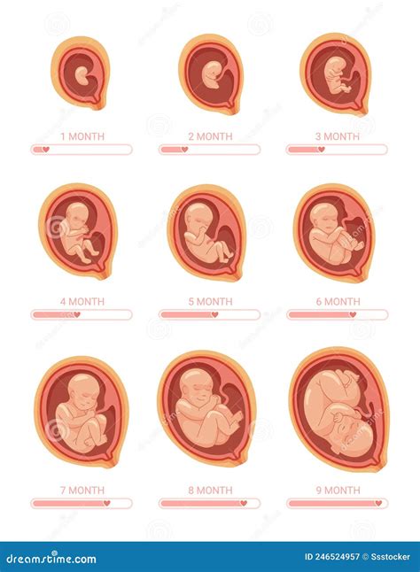 Fetal Stages. Stage Growth Embryo, Process Fetus Development 1 9 Months ...