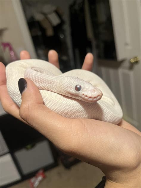 Please help, is this a bunch of stuck layers of eyeball shed? : r/ballpython