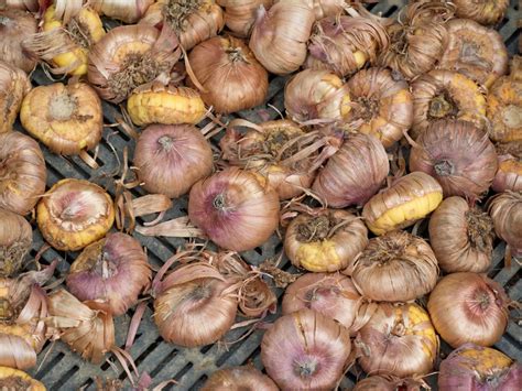 What Are Gladiolus Corms at Thomas Reiser blog