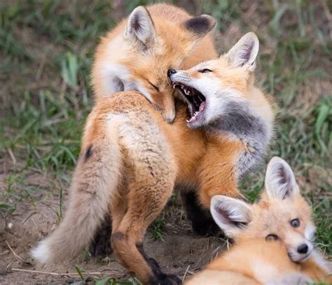 Two babies one fox comic图库照片、免版税Two babies one fox comic图片|Depositphotos