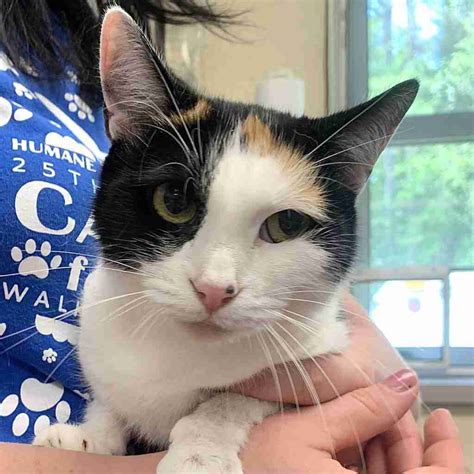 Cats and Kittens – Humane Society of Wicomico County