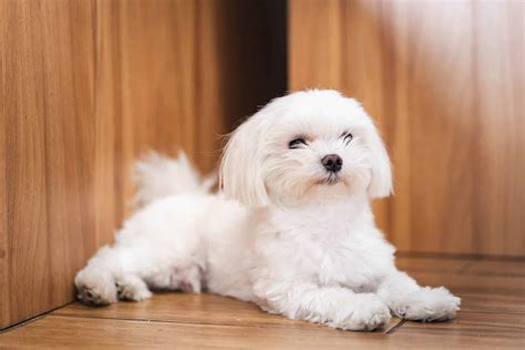 The 15 Best Small Dog Breeds - Our Top Picks, Ranked! - A-Z Animals