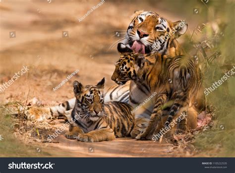 Bengal Tiger Cubs Images
