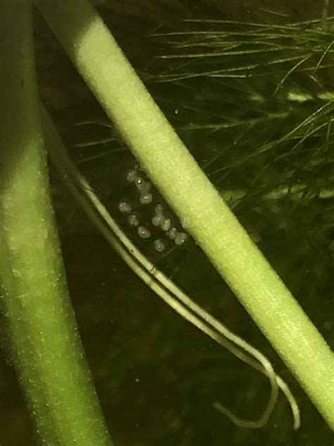 I just found something, are these Medaka eggs or bladder snail eggs ...