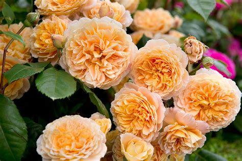 Roses Repeat Flowering Fragrant Aloha Salmon Pink Bareroot Climbing ...