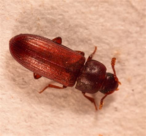 Q&A: Tackling the red flour beetle - AgriLife Today