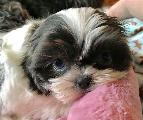 Shih Tzu White