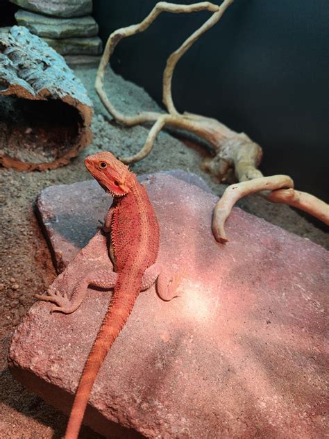 Bearded dragon setup : r/BeardedDragons