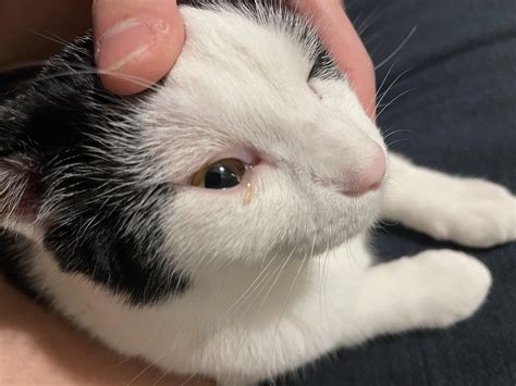 Any idea why my cat has this discharge? I sometimes have to clean it ...