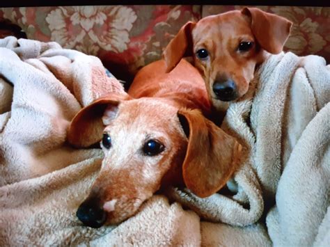 LEADER HEIGHTS ANIMAL HOSPITAL - York PA - Hours, Directions, Reviews ...