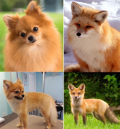What Four Breeds Are The Pomeranians Ancestors at Susie Branch blog