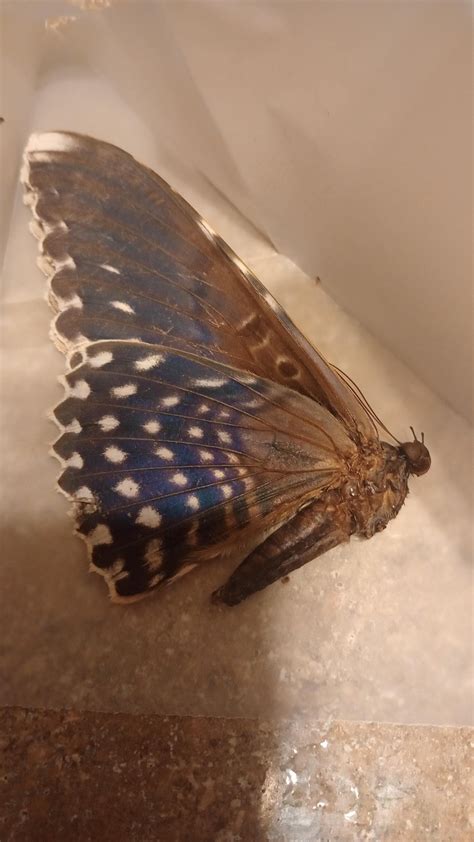 White Witch Moth Thysania Agrippina - Etsy