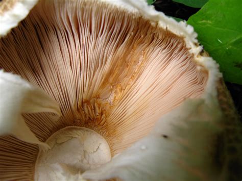 How Are Gills Important To A Mushroom at Ronnie Baker blog