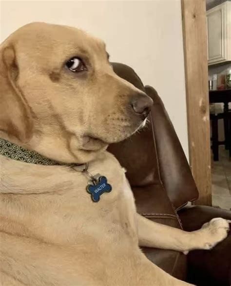 Pin by Donna on Quick Saves | Dog memes, Funny dogs, Animal memes