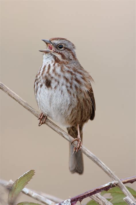 Song Sparrow - Bird Illustration