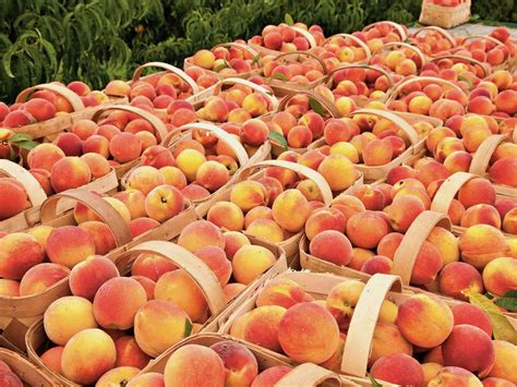 South Carolina Peaches Good Girls In The Badlands: South Carolina, A