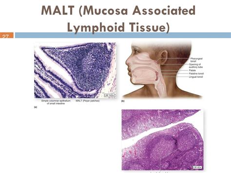 PPT - LYMPHATIC SYSTEM PowerPoint Presentation, free download - ID:8733787