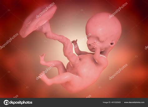 Human Fetus Scientifically Accurate Illustration Early Fetal Period Week Week — Stock Photo ...