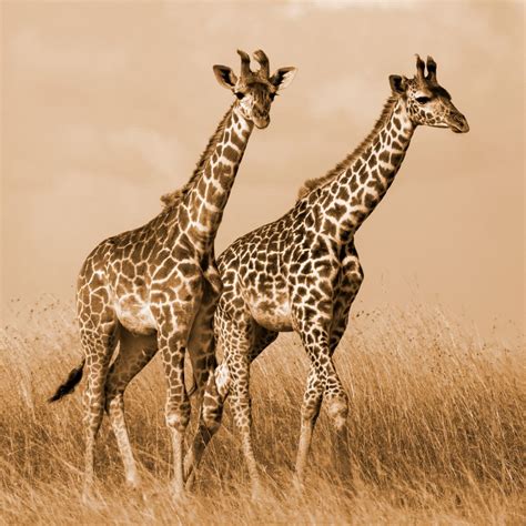 Spiritual Meaning of Giraffe - Awakening State