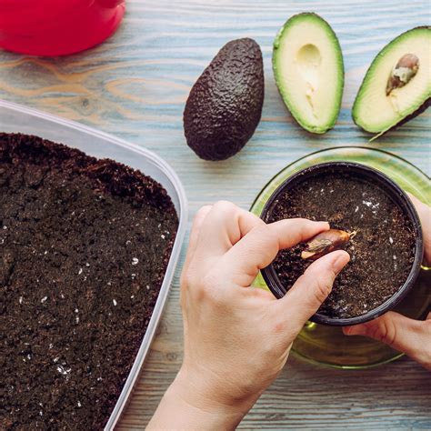 Organic Avocado Tree Potting Soil Mix 2L, Enhance Growth and Transplant ...