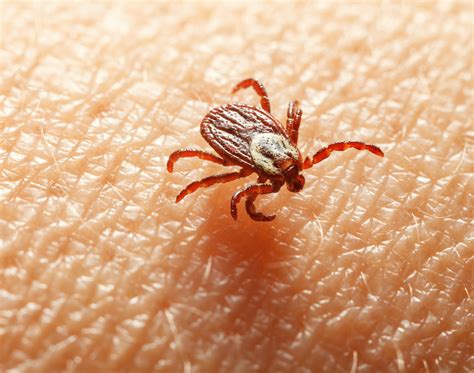 What Kills Ticks On Dogs Instantly - what kills fleas on cats instantly naturally