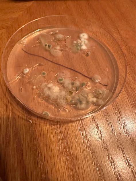 Are Home Mold Test Kits Reliable? - Sensitive Environmental