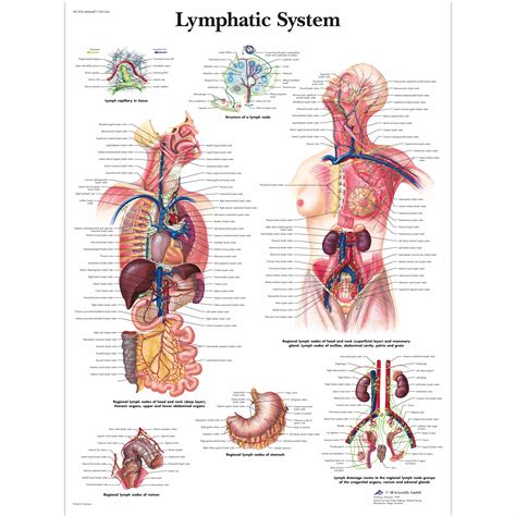 Anatomical Charts and Posters - Anatomy Charts - Lymphatic System ...