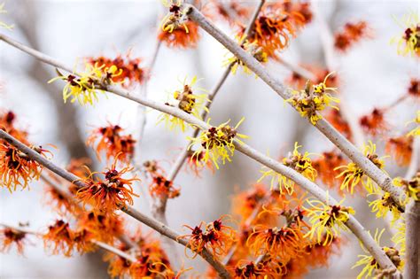 Why Cardinals Rule - Scenic Hudson