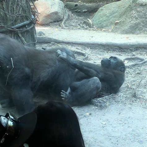 Gorillas Mating Like Humans