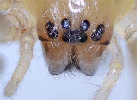 Yellow Sac Spider Bite