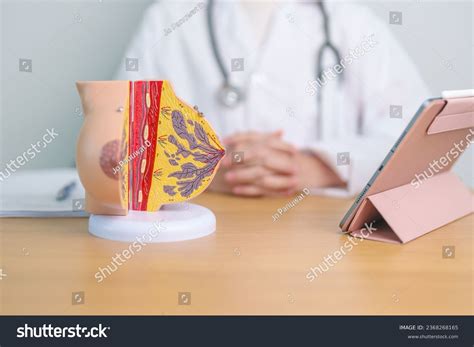 Doctor Breast Anatomy Model Breast Augmentation Stock Photo 2368268165 | Shutterstock