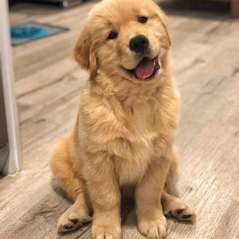 Der Kleine Golden Retriever: Ein perfekter Begleiter für die ganze Familie