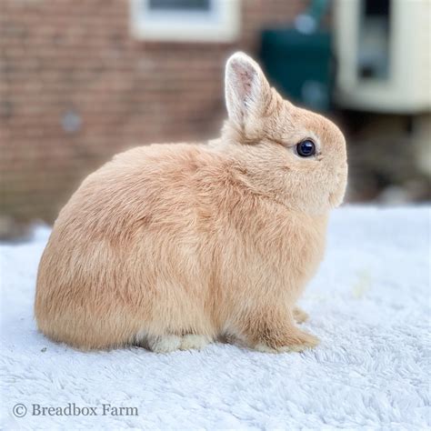 White Norwegian Dwarf Rabbit