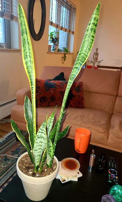 Why does my snake plant pal have bunny ears? Is there a reason it's ...