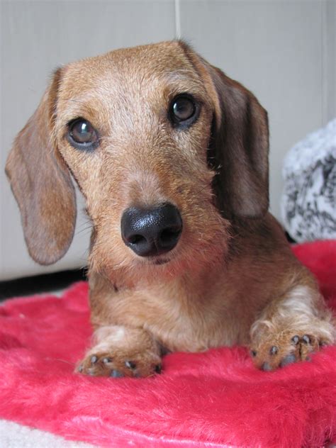 Miniature Wire Haired Dachshund Breeders California at Eva Howse blog