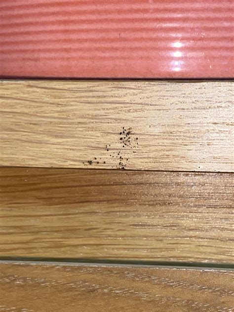 Help. Is this a bed bug? I’ve been super super itchy for the passed 2 weeks. I get hive like ...