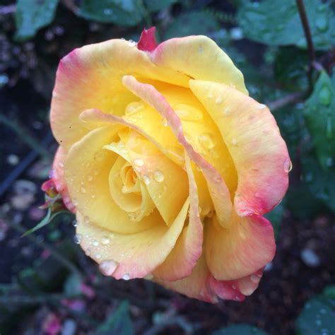Rio Samba Rose