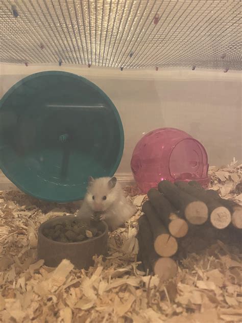 Facts About Dwarf Hamsters Amp Life Span Of A Dwarf Hamster What Is