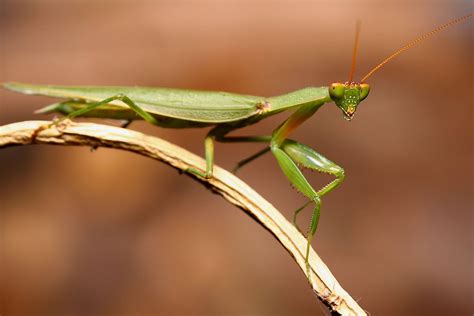 Download Praying Mantis Red Antennae Wallpaper | Wallpapers.com