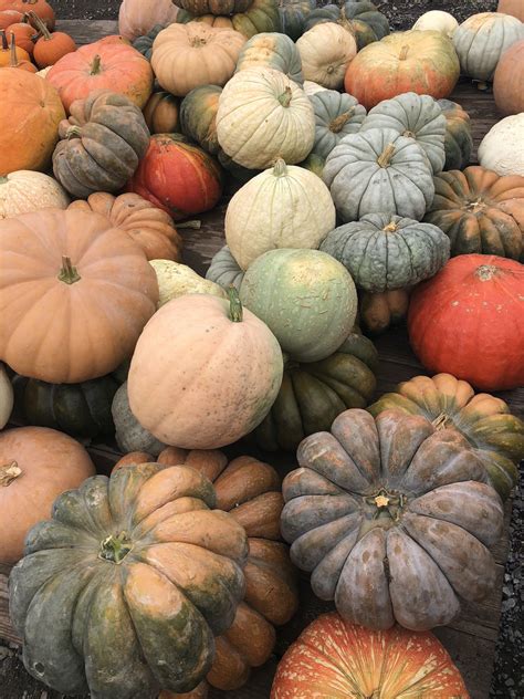 Growing Pumpkins in Containers: A Complete Guide — Meadowlark Journal