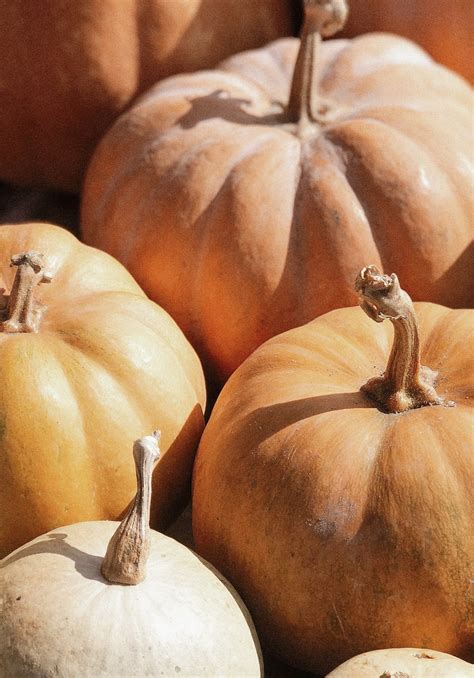 Growing Pumpkins In Containers