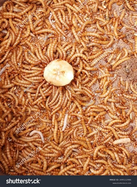 Mealworm Eat Bananathausand Mealworm Eat Bananaanimals Stock Photo ...